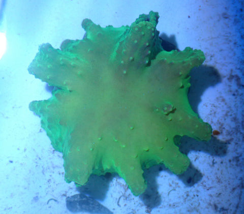 Large Sinularia Dura (Green) - Marine Coral - Blue Touch Aquatics
