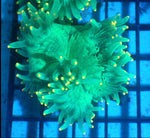 Gold Tip Elegance Coral (Catalaphyllia Jardinei) WYSIWYG - Marine Coral - Blue Touch Aquatics