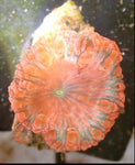 Ultra Red And Purple With Green Centered Blastomussa Wellsi - Marine Coral Frag - Blue Touch Aquatics