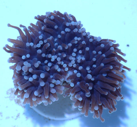 Blue Torch Coral WYSIWYG (Euphyllia Glabrescens) - Marine Coral - Blue Touch Aquatics