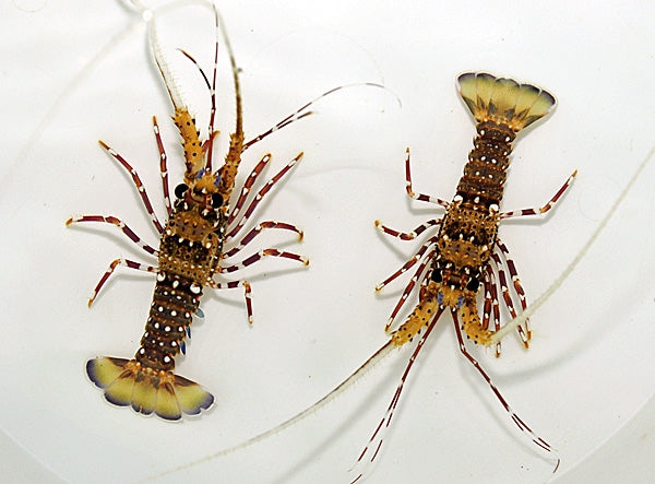 Stripe-Leg Spiny Lobster (Panulirus Fermoristriga) - Marine Invert - Blue Touch Aquatics