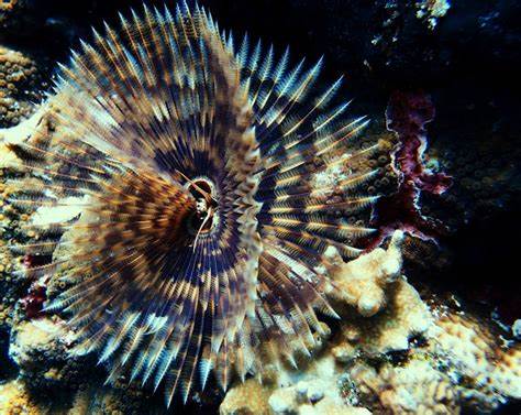 Feather Duster Brown (Sabellastarte Indica) - Blue Touch Aquatics