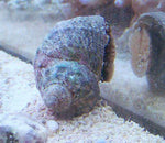 Large Zebra Turbo Snail - Marine Invert - Blue Touch Aquatics