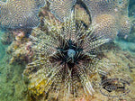 Banded Sea Urchin (Echinothrix Calamaris) - Blue Touch Aquatics