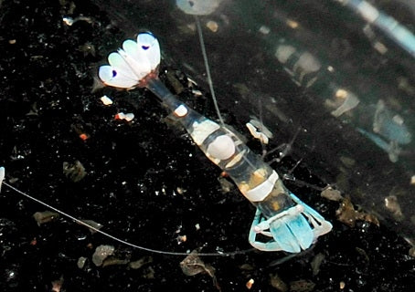 Magnificent Anemone Shrimp (Ancylomenes Magnificus) - Blue Touch Aquatics