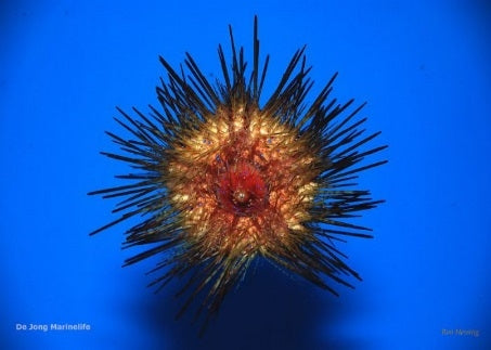 Magnificent Sea Urchin (Astropyga Magnifica) - Blue Touch Aquatics