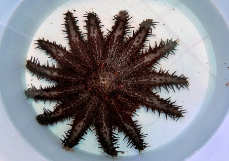 Crown Starfish (Acanthaster Planci) - Blue Touch Aquatics