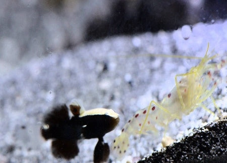 Red Spotted Snapping Shrimp (Alpheus Rubromaculatus) - Blue Touch Aquatics
