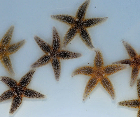 Common Starfish (Asterias Rubens) - Blue Touch Aquatics