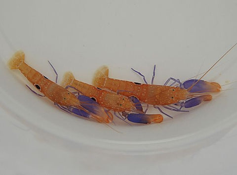 Bullseye Snapping Shrimp (Alpheus Soror) - Marine Invert - Blue Touch Aquatics