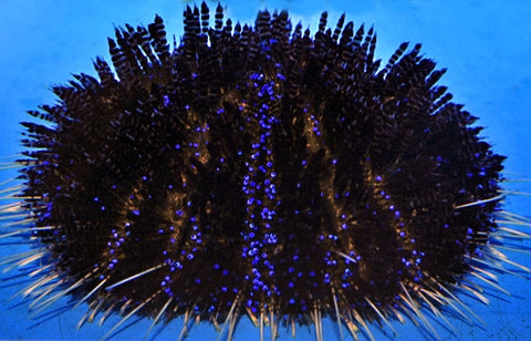 Fire urchin (Asthenosoma Varium) - Blue Touch Aquatics
