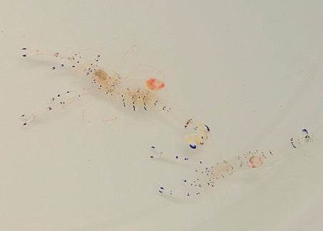 Graceful Anemone Shrimp (Ancylomenes Venustus) - Blue Touch Aquatics