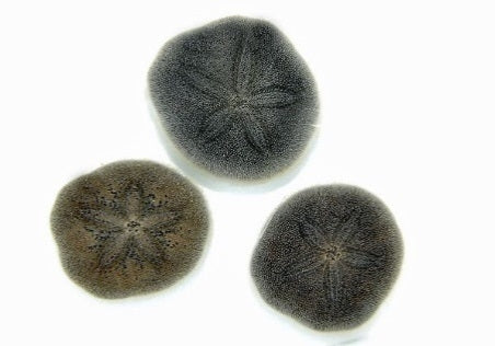 Sand Dollar Flat Urchin (Brissus spp.) - Blue Touch Aquatics