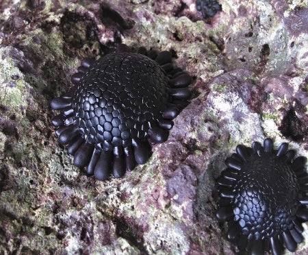 Shingle Urchin (Colobocentrotus (Podophora) Atratus) - Blue Touch Aquatics