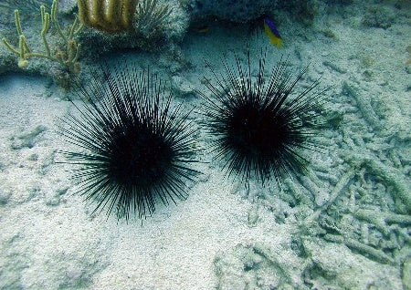 Lime Urchin (Diadema Antillarum) - Blue Touch Aquatics