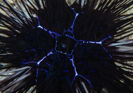 Long Spined Sea Urchin (Diadema Savignyi) - Blue Touch Aquatics