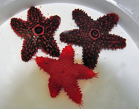 Striking Sea Star (Eureaster Insignis) - Blue Touch Aquatics