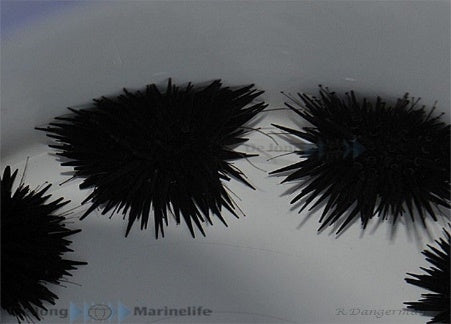 Burrowing Urchin (Echinometra Mathaei) - Blue Touch Aquatics