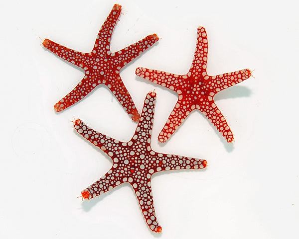 Ghardaqa Starfish (Fromia Ghardaqana) - Blue Touch Aquatics