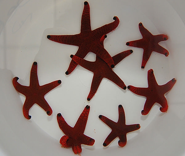 Red Fromia Starfish (Fromia Indica) - Blue Touch Aquatics