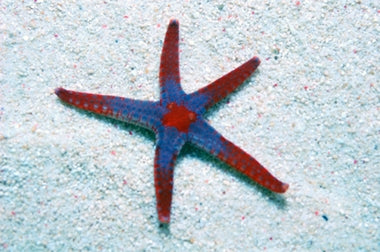 Necklace Starfish (Fromia Monilis) - Blue Touch Aquatics