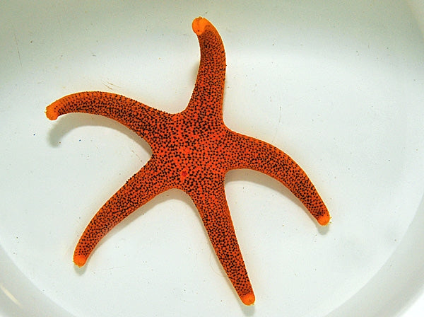 Orange Fromia Sea Starfish (Fromia Polypora) - Blue Touch Aquatics