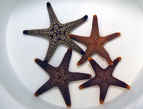 Pink Tile Sea Starfish (Fromia spp.) - Blue Touch Aquatics