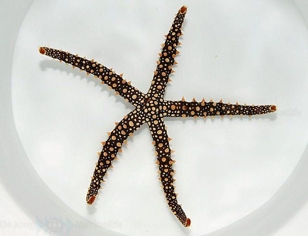 Egyptian Sea Starfish (Gomophia Egyptiaca) - Blue Touch Aquatics