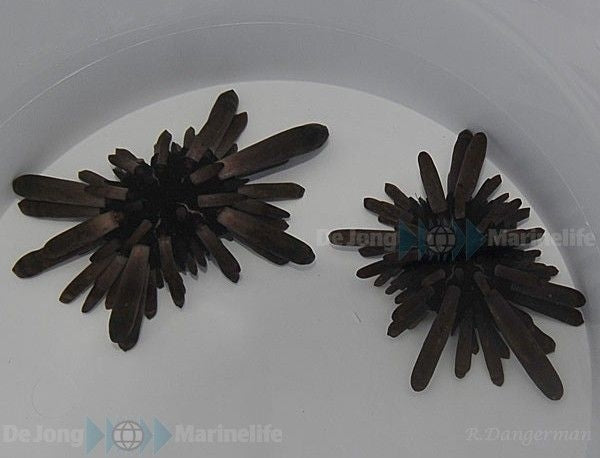 Slate Pencil Urchin (Heterocentrotus spp.) - Blue Touch Aquatics