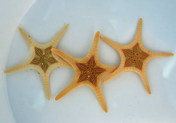 Albino Double Sea Starfish (Iconaster longimanus) - Blue Touch Aquatics