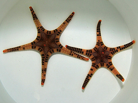 Icon Starfish (Iconaster Longimanus) - Blue Touch Aquatics