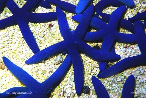Blue Starfish (Linckia laevigata Fiji) - Blue Touch Aquatics