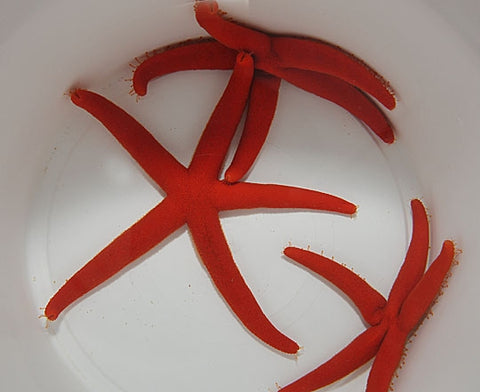 Orange/Red Starfish (Linckia spp.) - Blue Touch Aquatics