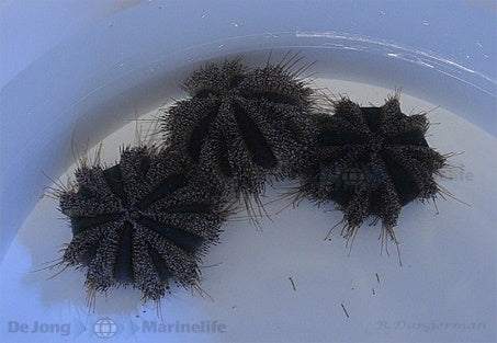 Tuxedo Urchin (Mespilia Globulus Common) - Blue Touch Aquatics