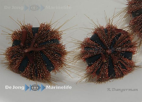 Tuxedo Urchin (Mespilia Globulus Red) - Blue Touch Aquatics
