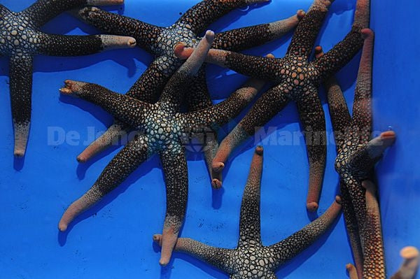 Jewel Starfish (Nardoa spp.) - Blue Touch Aquatics