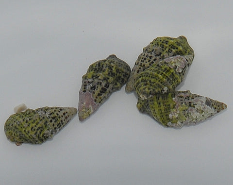 Cerith Snails (Tehericium Litteratum) - Marine Clean Up Crew - Blue Touch Aquatics