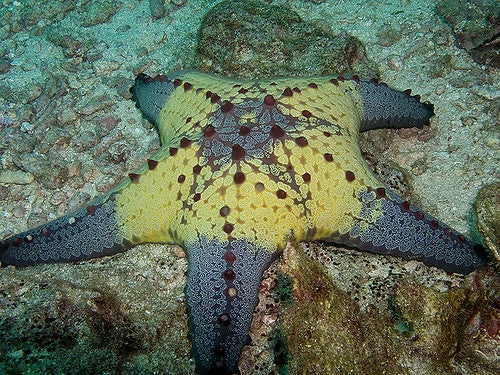 Honeycombe Sea Star (Pentaceraster Aleolatus) - Blue Touch Aquatics