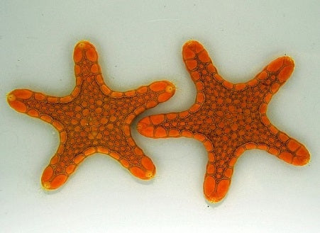 Orange Biscuit Sea Star (Pentagonaster Duebeni) - Blue Touch Aquatics