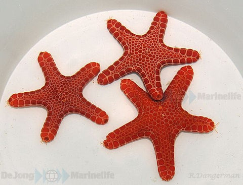 Red Biscuit Sea Star (Pentagonaster Duebeni Red) - Blue Touch Aquatics