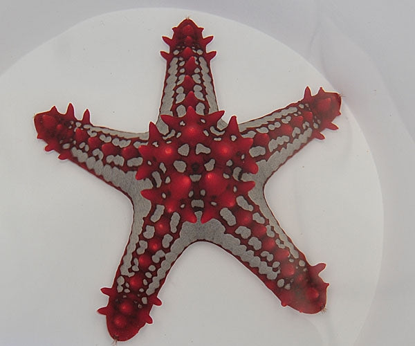 Red Knob Sea Starfish (Protoreaster Linckii) - Blue Touch Aquatics