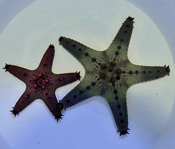 Panamic Cushion Starfish (Pentaceraster Regulus) - Blue Touch Aquatics