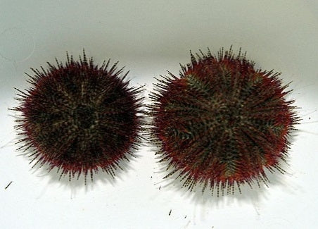 Two-Toned Salmacis Urchin (Salmacis Bicolor) - Blue Touch Aquatics