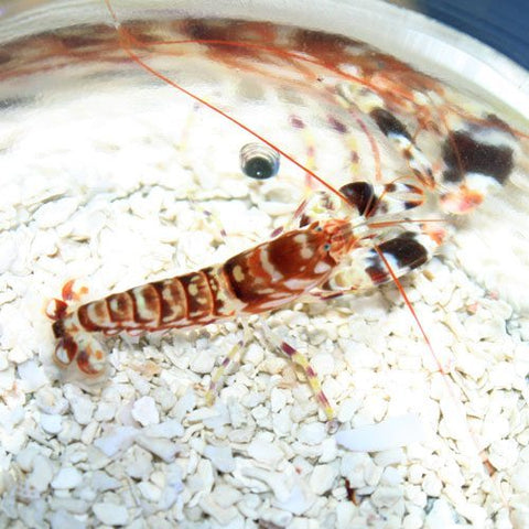 Tiger Pistol Shrimp (Alpheus Bellulus) - Marine Invert - Blue Touch Aquatics