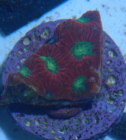 Green Eye Favia WYSIWYG - Marine Coral - Blue Touch Aquatics