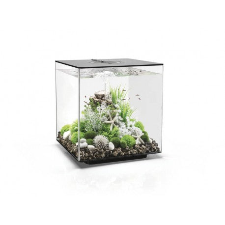 Biorb Cube 60 Black Aquarium Standard LED - Blue Touch Aquatics