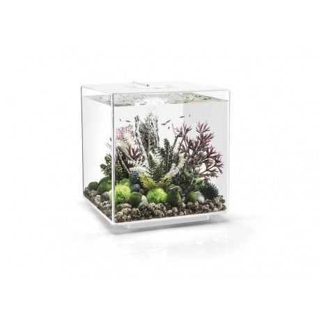 Biorb Cube 60 White Aquarium Standard LED - Blue Touch Aquatics