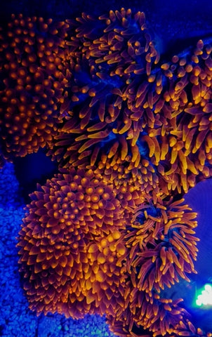 Bubble Tip Anemone (Entacmaea Quadricolor Red) - Blue Touch Aquatics