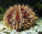 Collector Urchin (Tripneustes Gratilla) - Blue Touch Aquatics