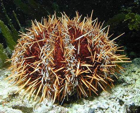 Collector Urchin (Tripneustes Gratilla) - Blue Touch Aquatics